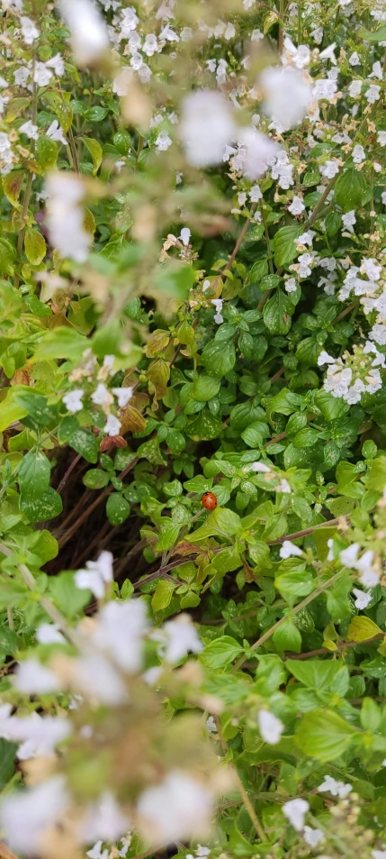 a close up view of flowers, plants, and shrubbery