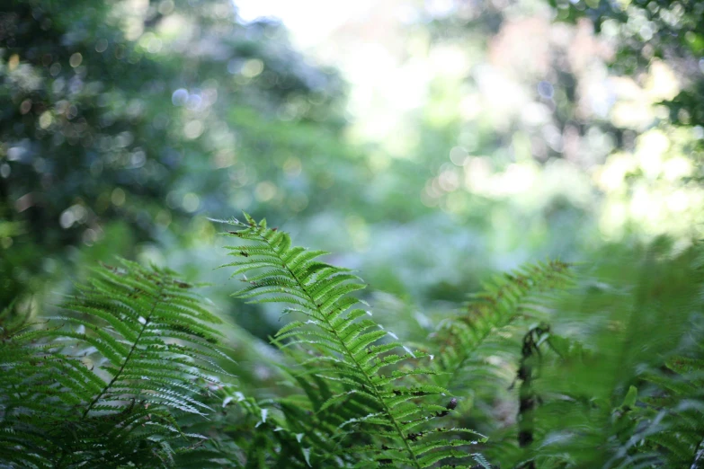 an image of green leaves outside