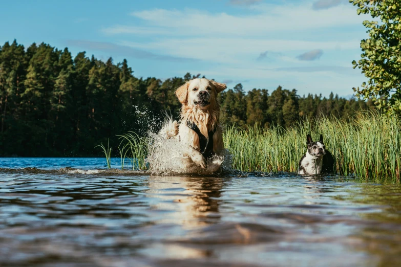 two dogs in the water one is splashing water