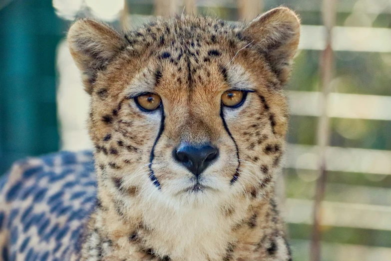 a cheetah stares at the camera while lying in a cage