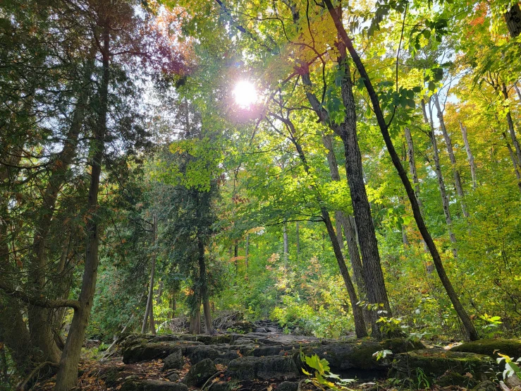 sunlight shining through the leaves of a forest