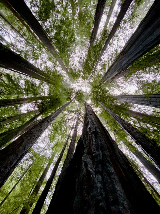 the trees are standing together, looking up into the sky