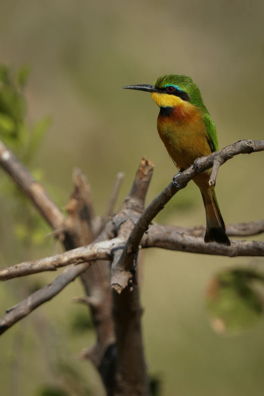 the colorful bird has a very long beak