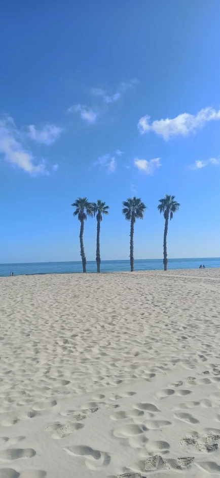 a po of two palm trees on the beach