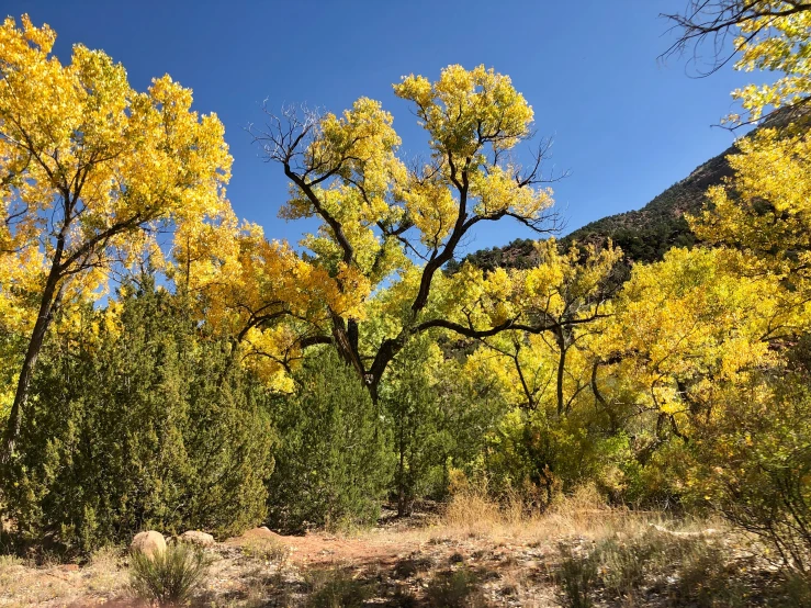 a large yellow tree is in the distance