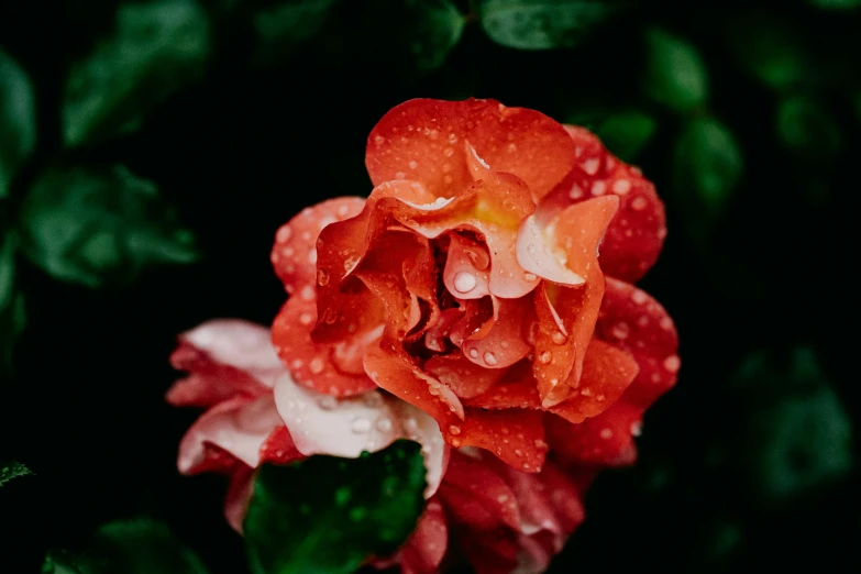 a pink and white rose with water droplets on it