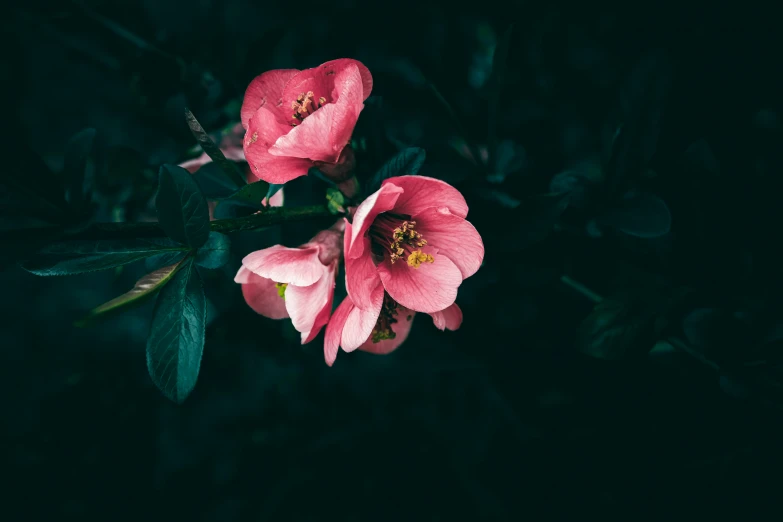 two large pink flowers next to each other on a black background