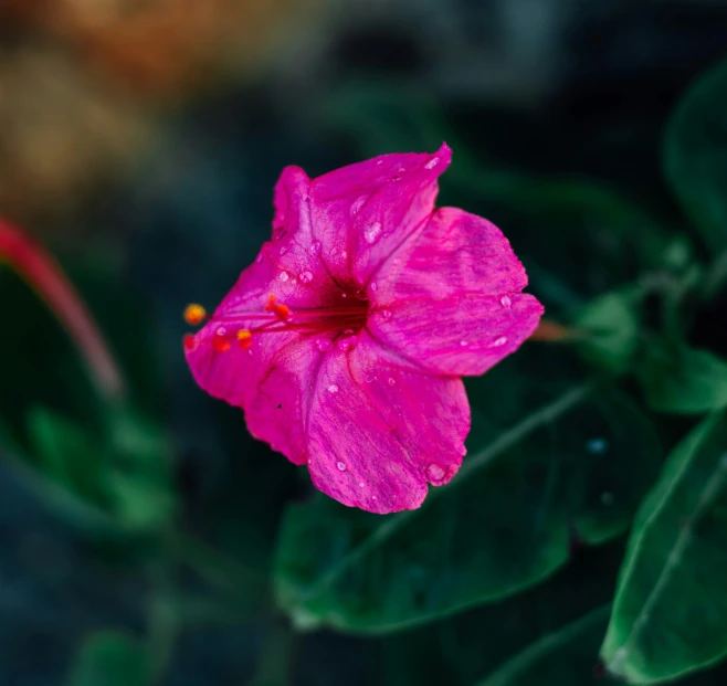 a pink flower with green leaves and drops of water