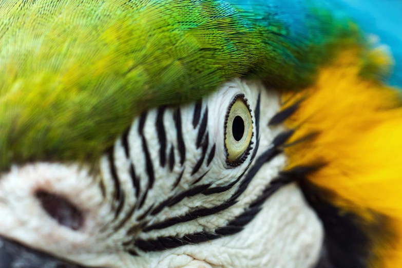 colorful parrot with a bright green face and black stripes on its body