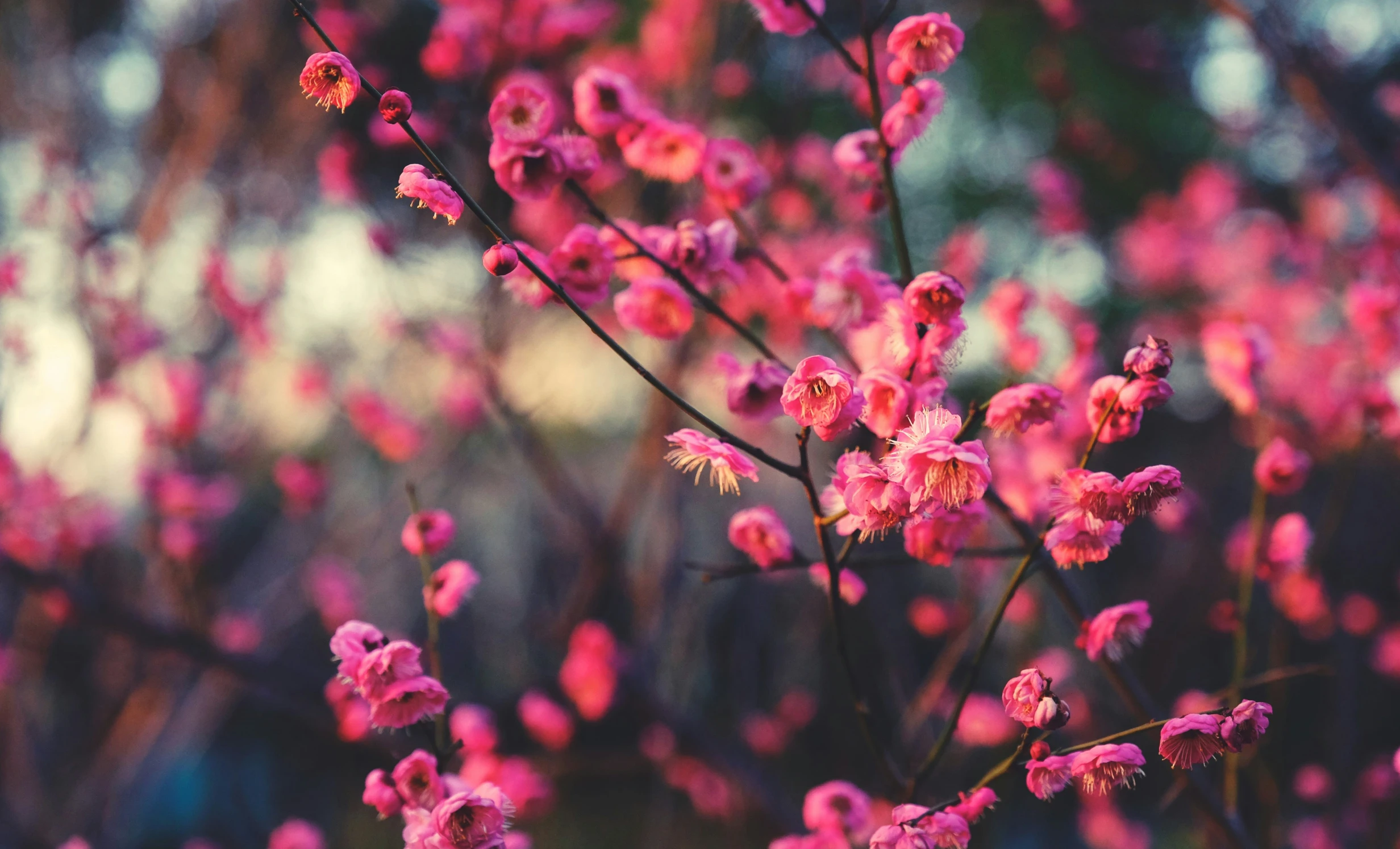 pink flowers are all over the place and in the woods