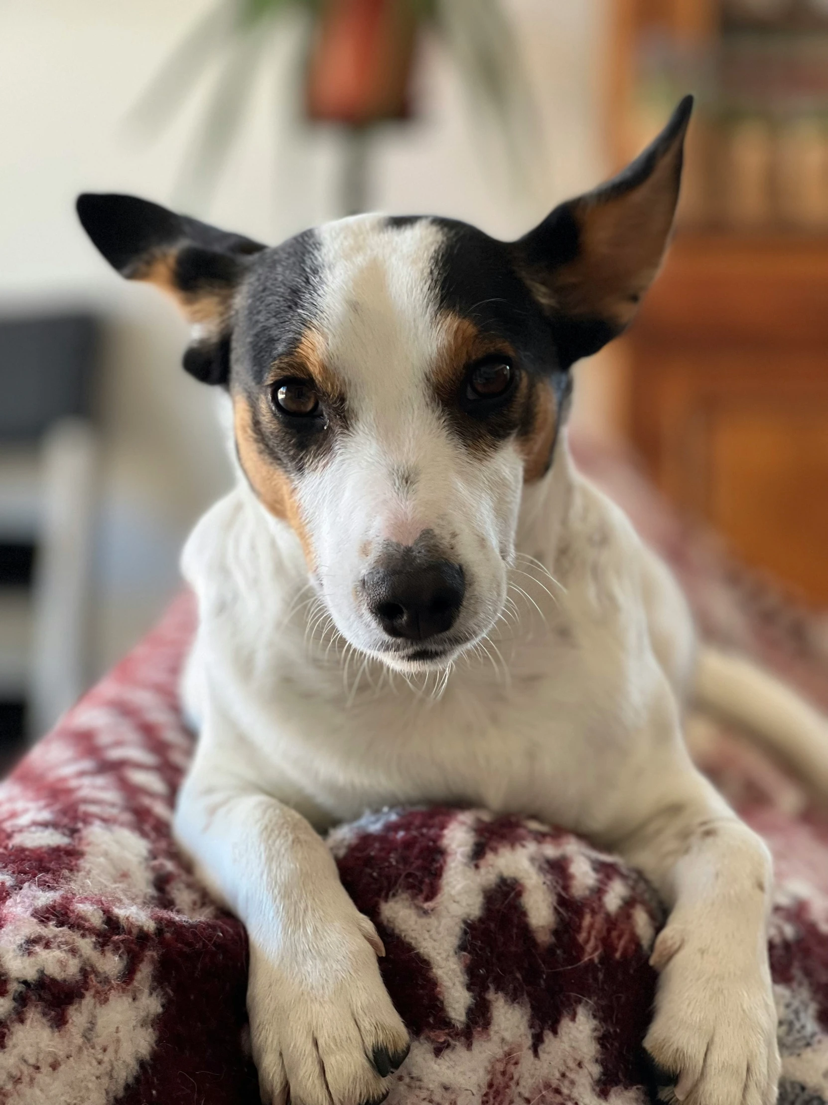 a small dog laying on top of a bed