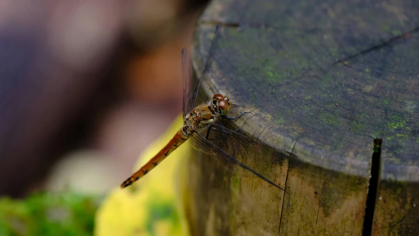 a brown insect is standing on a tree stump