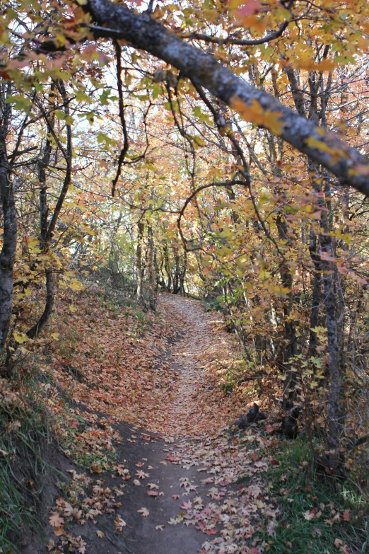 a very narrow path with lots of leaves on it