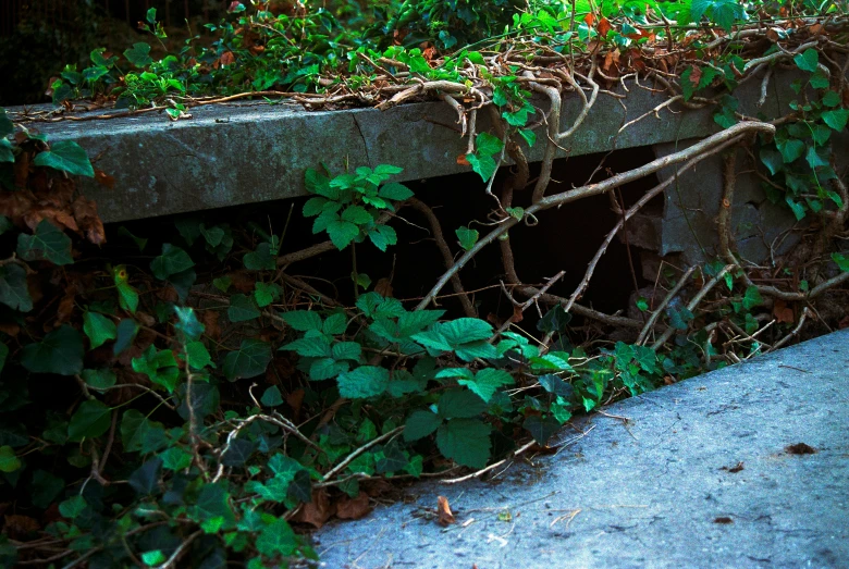 green vines are growing over an outside cement