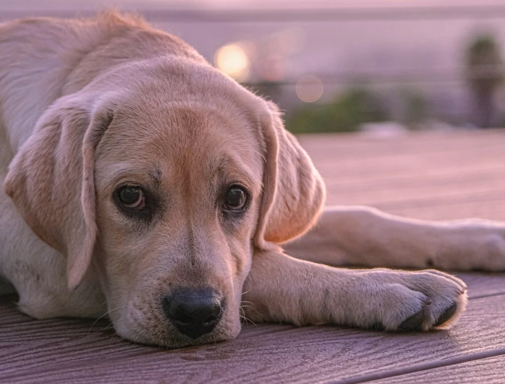 a close up of a dog lying on the ground