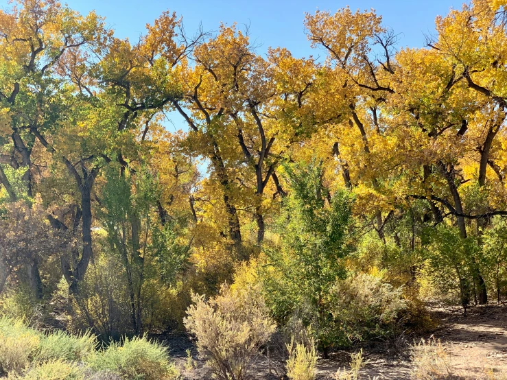 an image of a scenic and majestic autumn scene