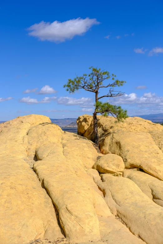 a tree grows in the rocks of a cliff