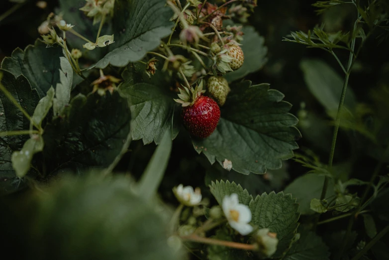 a small strawberry growing on a bush with leaves