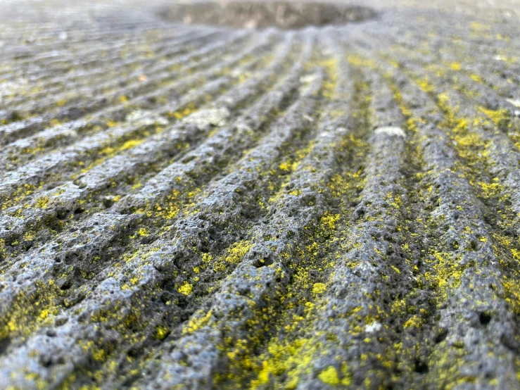 a field is covered in yellow flowers during the day