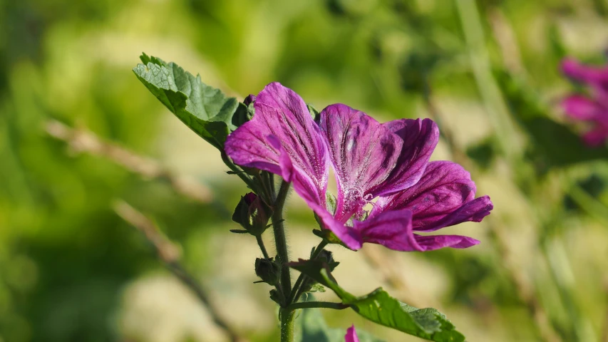 a close up of purple flower petals and green leaves