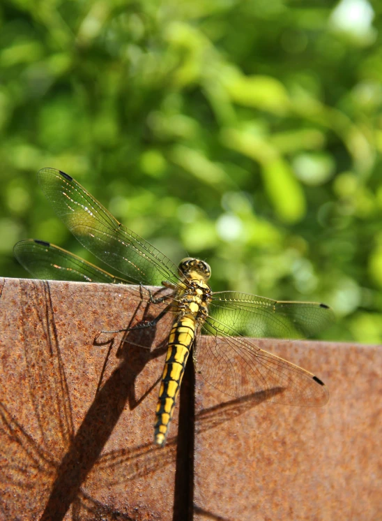 a yellow dragonfly sitting on top of a wooden fence