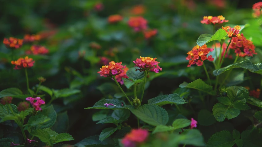 small red flowers stand out among the green leaves