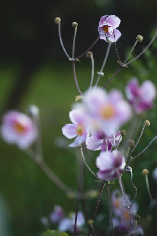 some pretty flowers on the bush outside