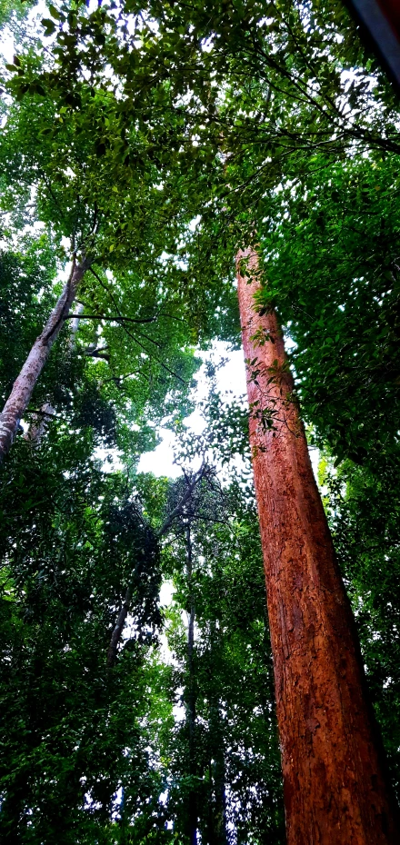 looking up into the canopy of a forest of green trees