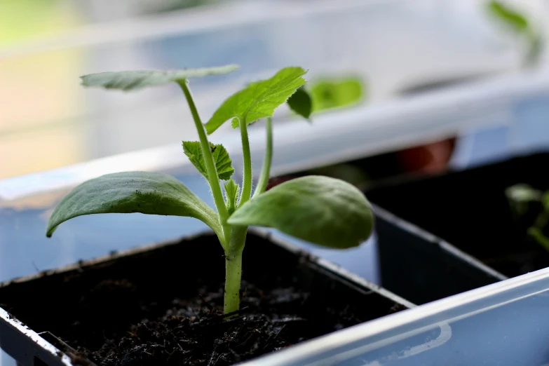 two small plant being held in a container