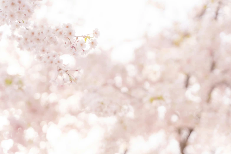 beautiful pink flowers blooming against the sun