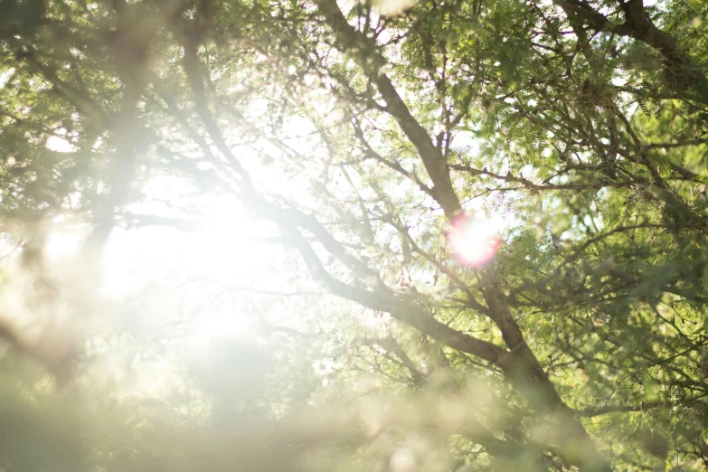 the sun shines through the leaves of a tree