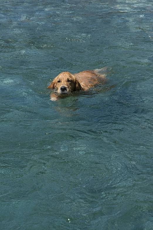 a large dog swimming across some water