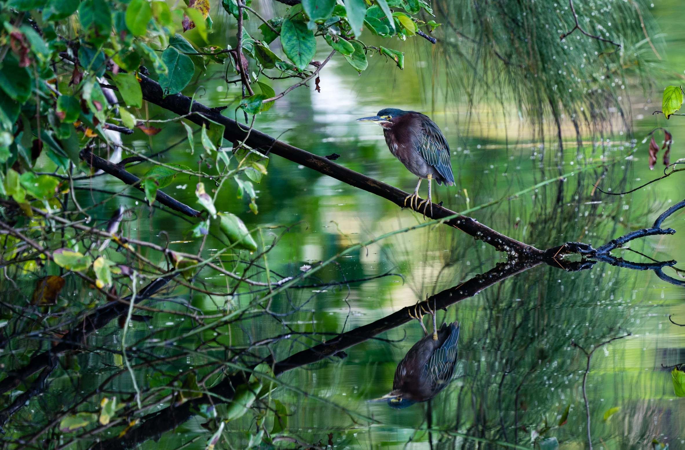 a little bird sitting on top of a tree nch next to water