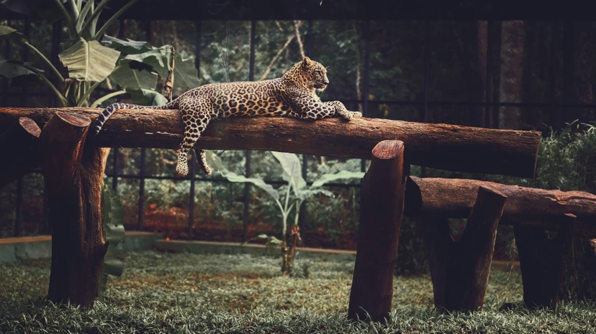 a large leopard laying on top of a wooden log