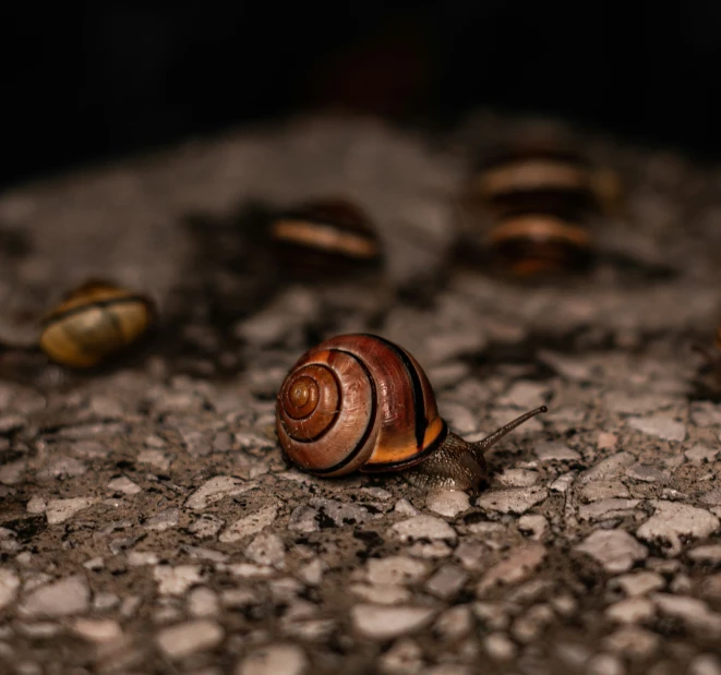 snail crawling on the ground, surrounded by gravel and stones