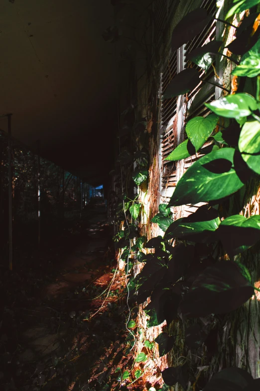 close up of plants growing along a wall