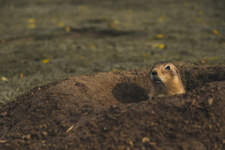 a rodent is peeking from a hole in the ground