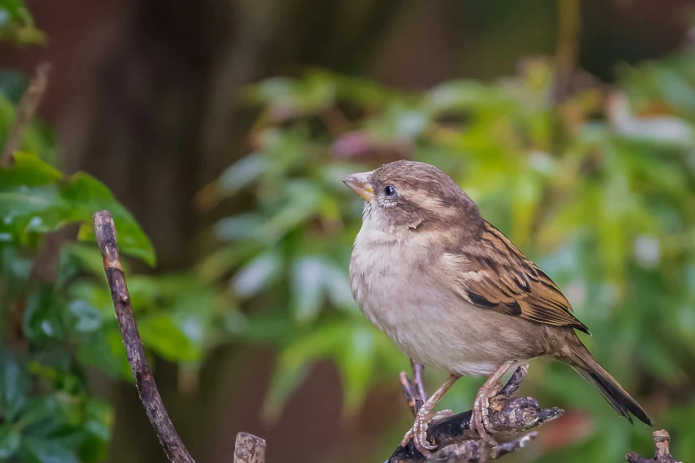 a small bird sitting on top of a nch