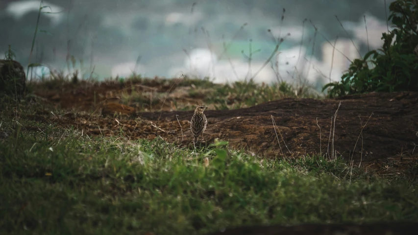 a large cheetah on a grassy plain