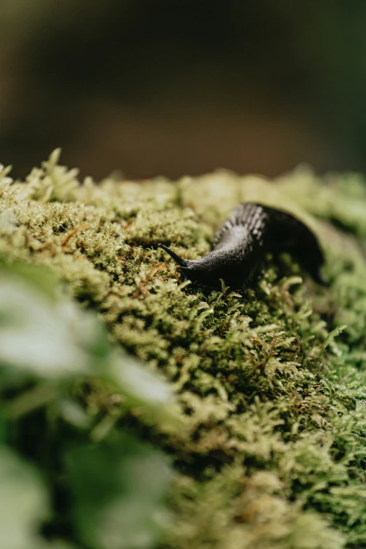 a small insect crawling through some green moss