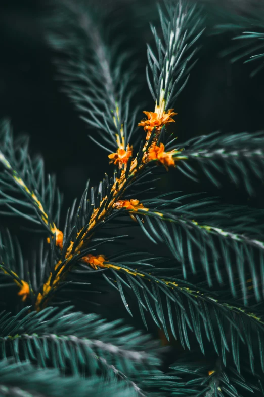 a green pine tree with yellow flowers on it