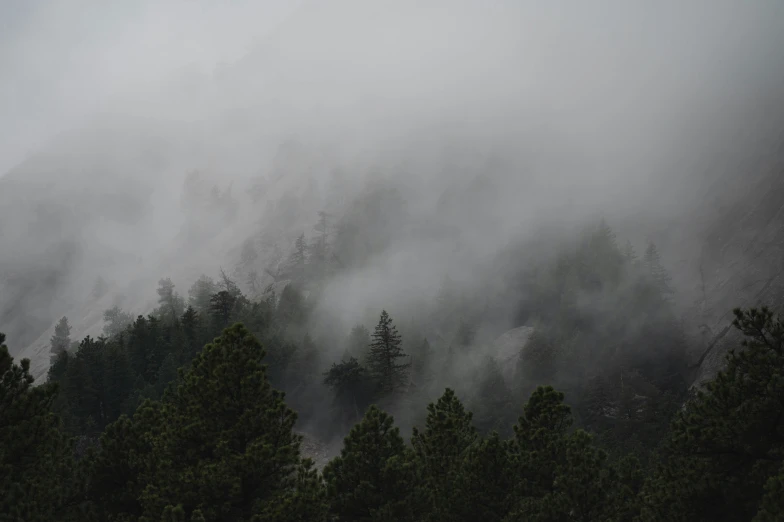 a plane flying over trees in the mist