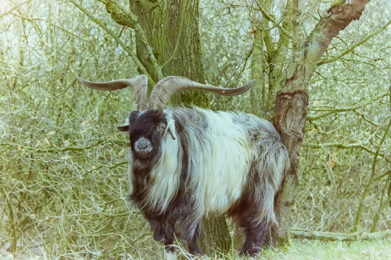 a long horn yak standing in the woods