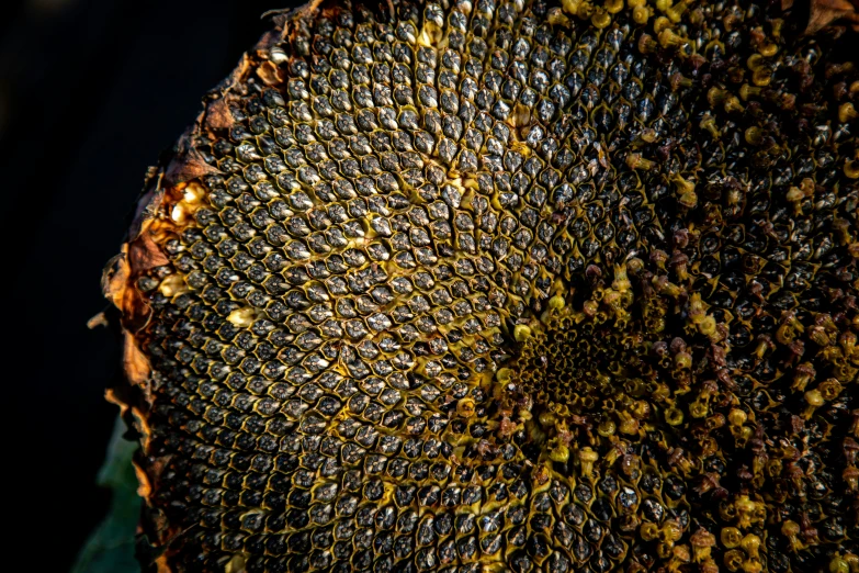 the inside of a sunflower showing it's large parts