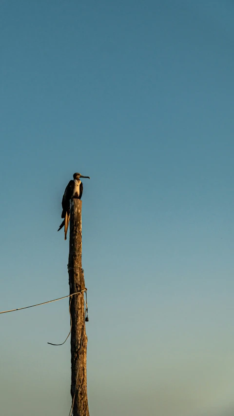 an image of a bird on a pole