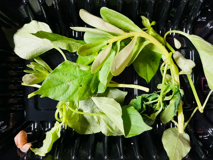 a bunch of vegetables that are sitting on some plastic