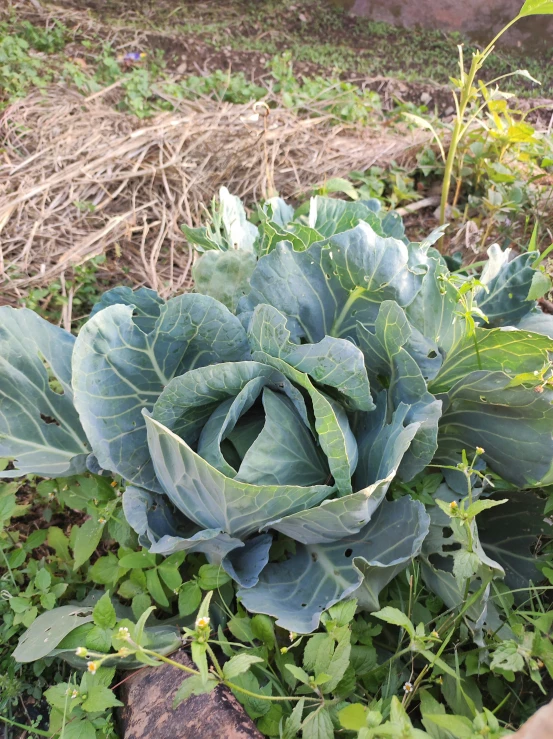 a head of cabbage in a garden setting