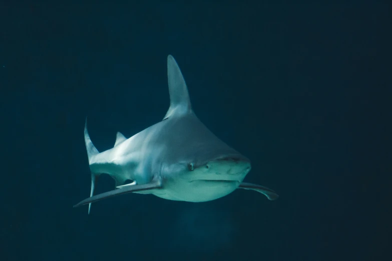 a shark that is looking up with it's mouth open