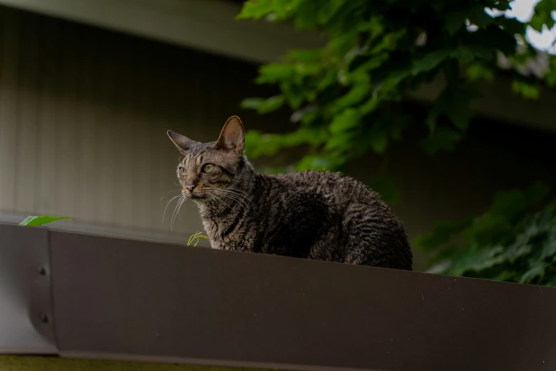 there is a cat sitting on a ledge