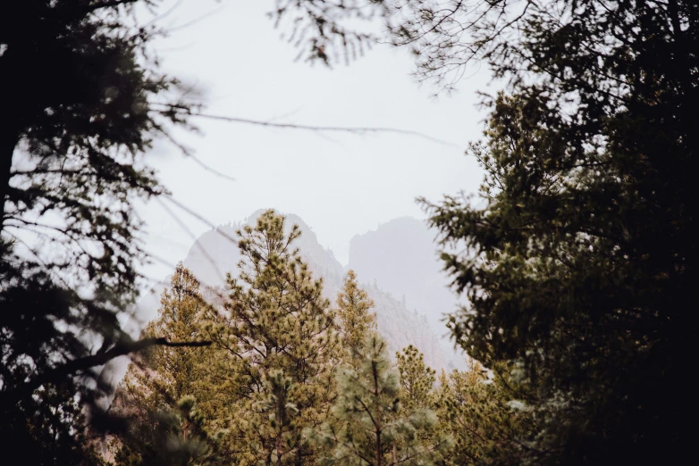 some trees and one snow capped mountain behind them